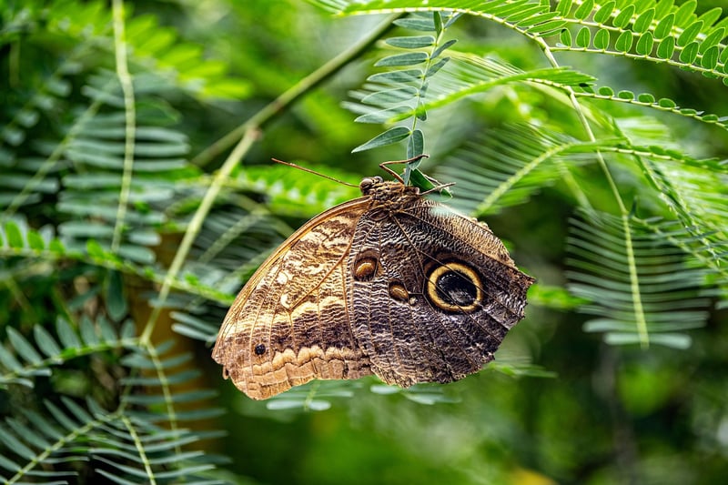 Butterfly Protocol